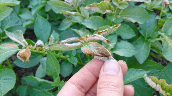 Listi na krompirju se zvijajo in susijo Zakaj se listi na zgodnjem krompirju sušijo in zvijajo?