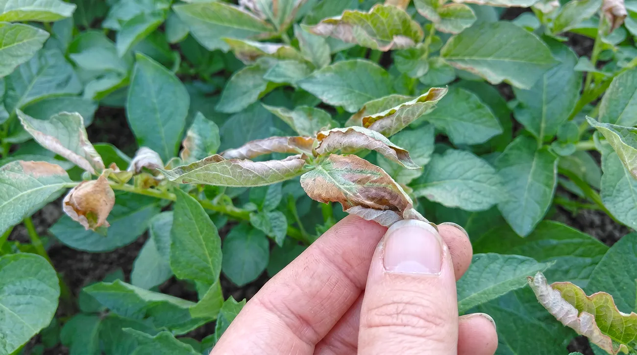 Zakaj se listi na zgodnjem krompirju sušijo in zvijajo?