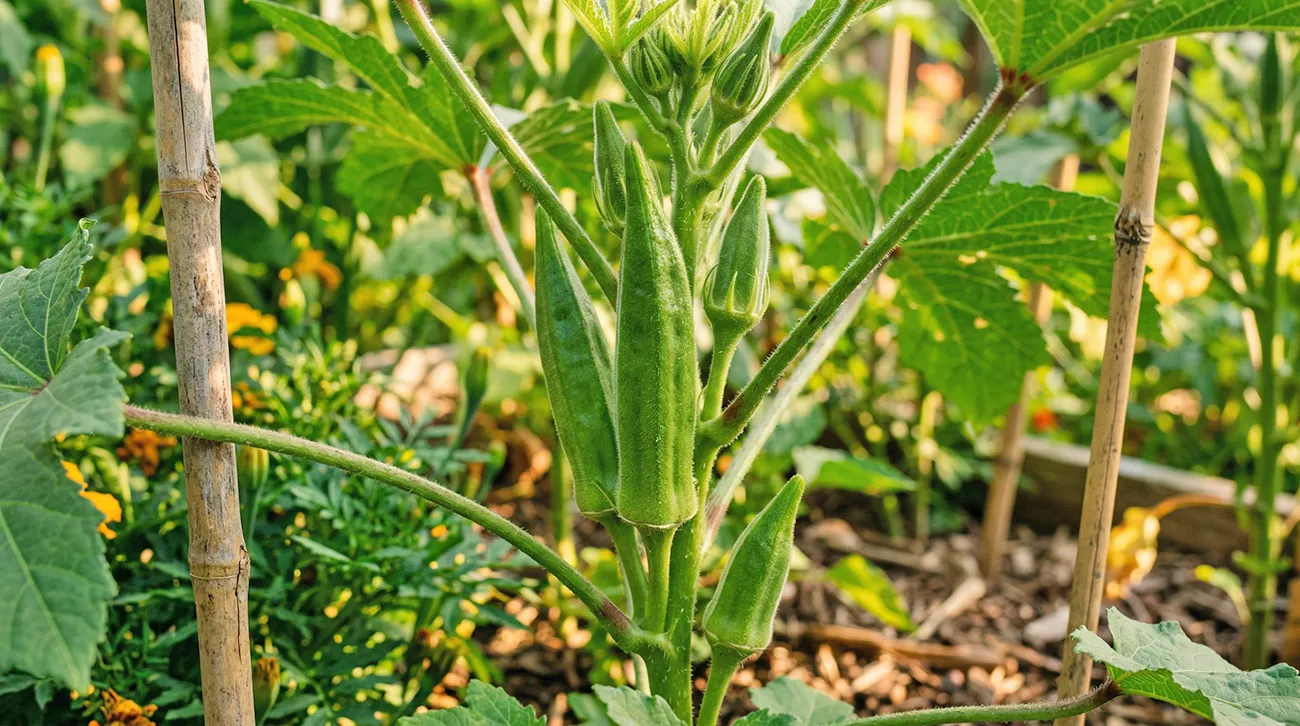 Okra