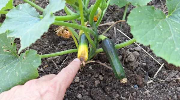 Bucke rumenijo in gnijejo se preden dozorijo Bučke rumenijo in gnijejo, še preden dozorijo? To je najpogostejši razlog