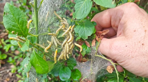 Trdoleskov zapredkar Yponomeuta cagnagella Če se na grmu pojavi bela mreža in množica gosenic, ukrepajte hitro