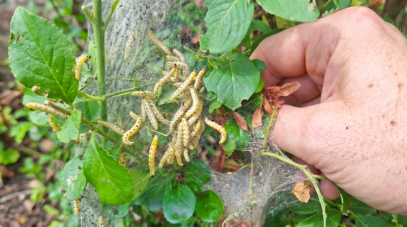 Če se na grmu pojavi bela mreža in množica gosenic, ukrepajte hitro