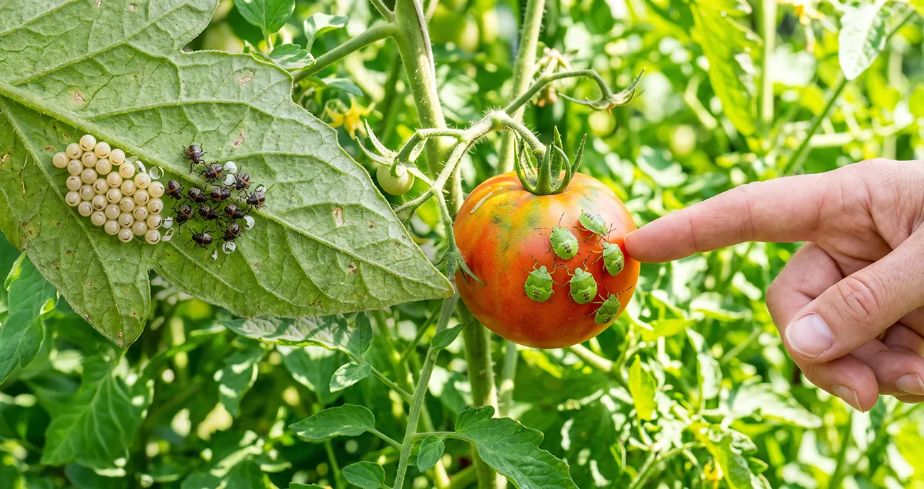 Smrdljivci na paradižniku in papriki: Najučinkoviejši ukrepi