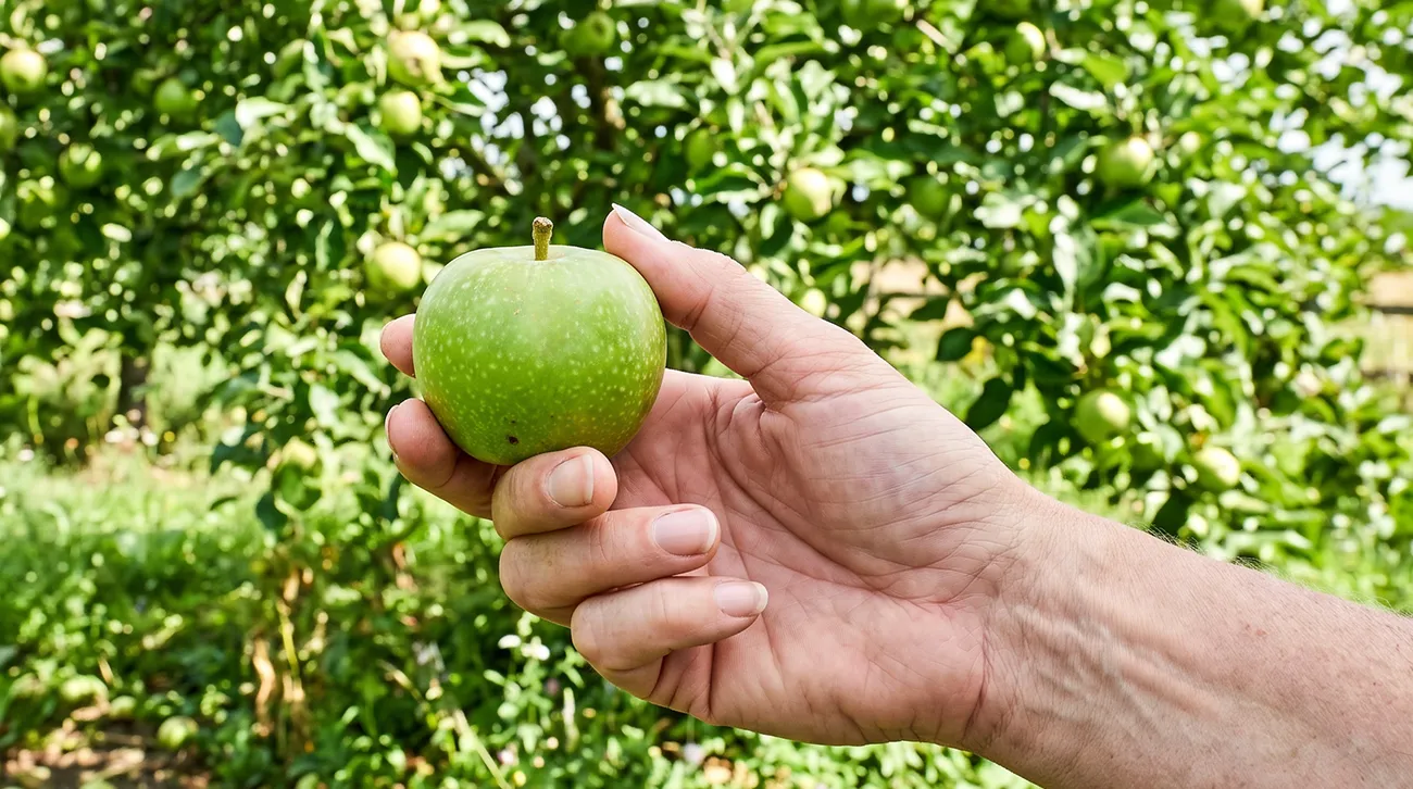 Zakaj še zelena jabolka nenadoma padajo z drevesa?