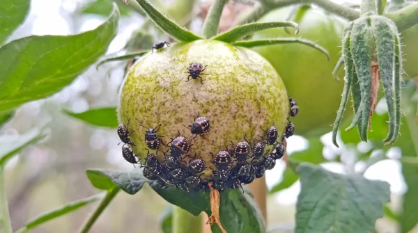 Zelena smrdljivka na paradizniku Zelena smrdljivka na paradižniku: Kako jo odstraniti