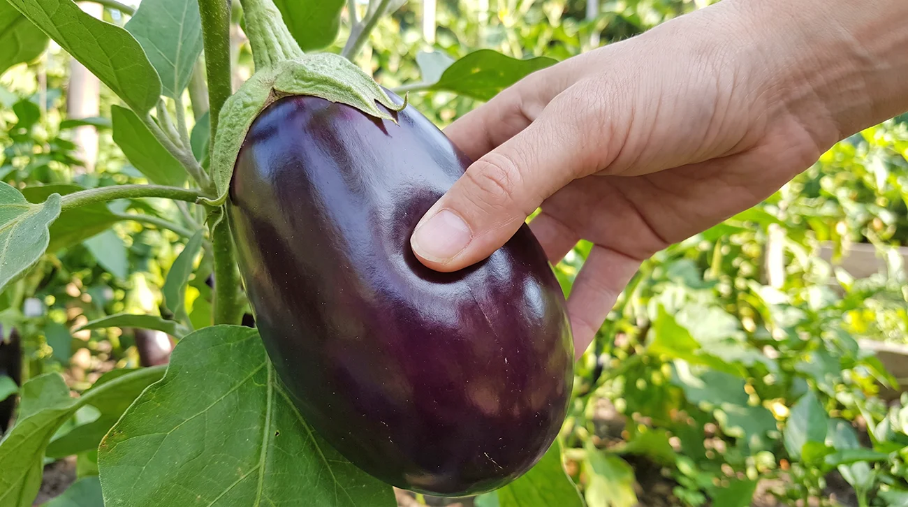Kdaj pobirati jajčevce? Sijoča lupina skriva kratek trenutek prave zrelosti