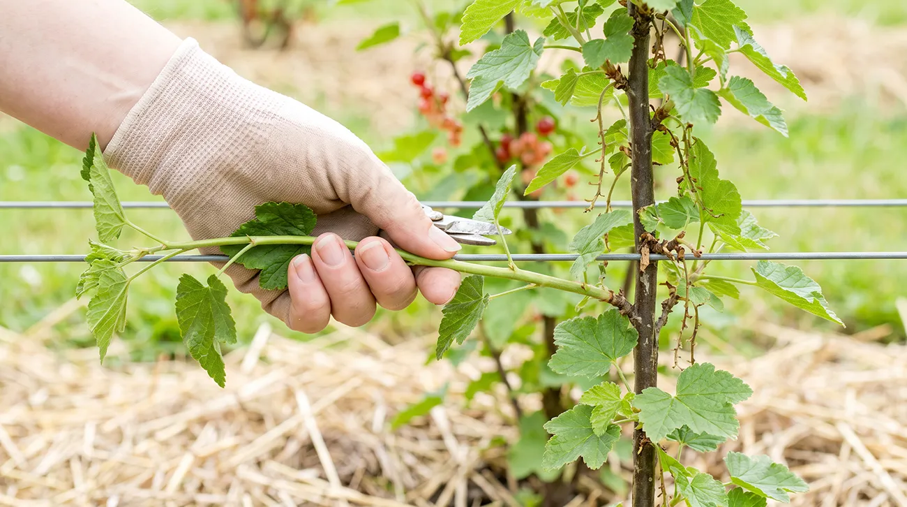 Obrezovanje rdecega ribeza Obrezovanje rdeÄega ribeza