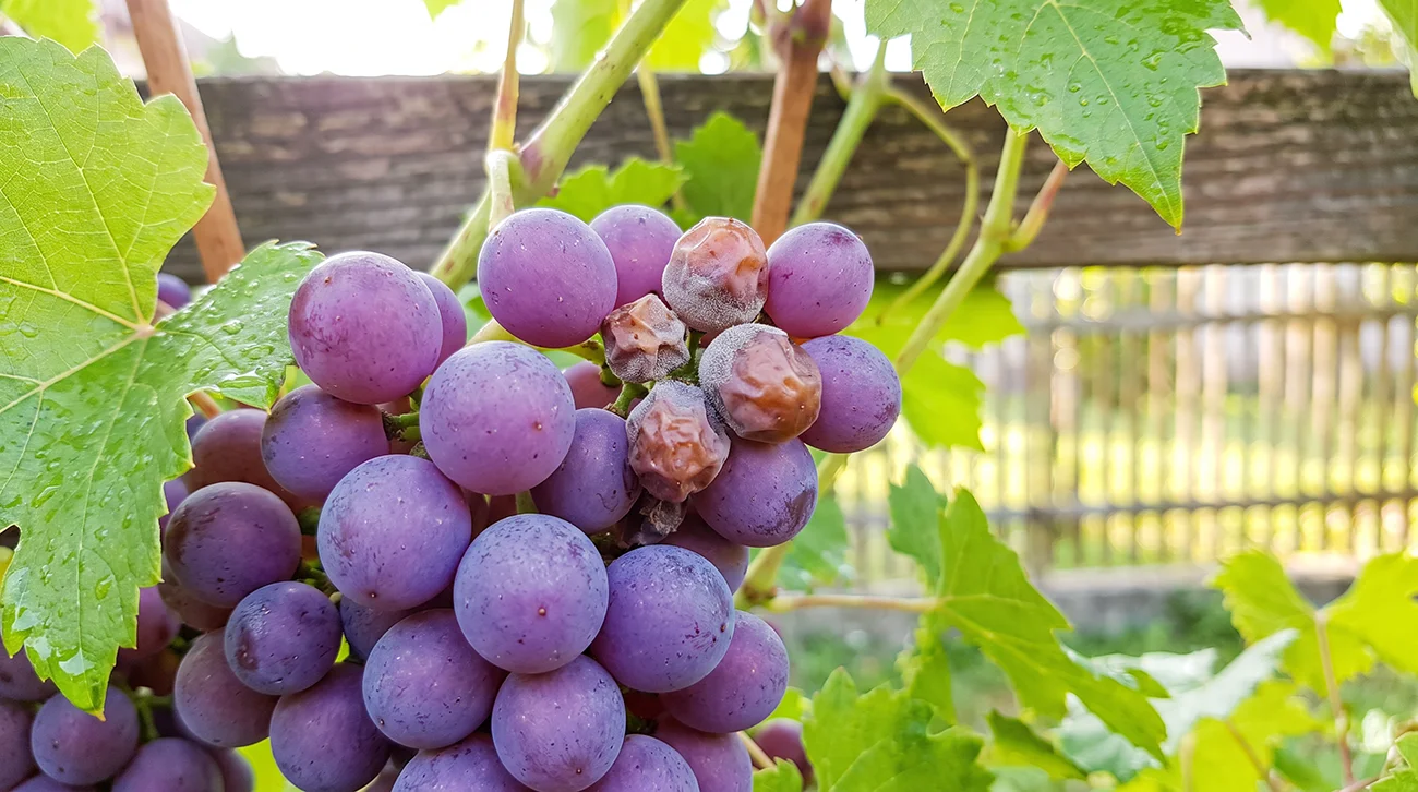 Siva grozdna plesen se skriva v grozdu – Po dežju ukrepajte še pred sivim oprhom