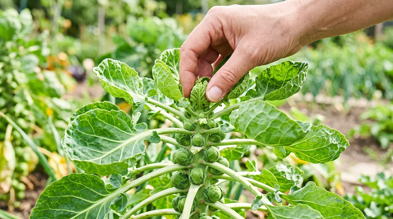 Brsti na ohrovtu ostajajo drobni? Vršičkanje brstičnega ohrovta lahko pomaga – vendar le ob pravem času