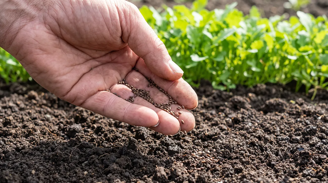 Zeleno gnojenje avgusta: Prazna greda je priložnost, vendar ne posejte napačne rastline