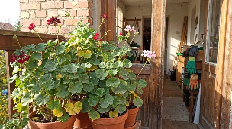 Pelargonij po koncu sezone ne zavrzite: Tako jih prezimite do pomladi